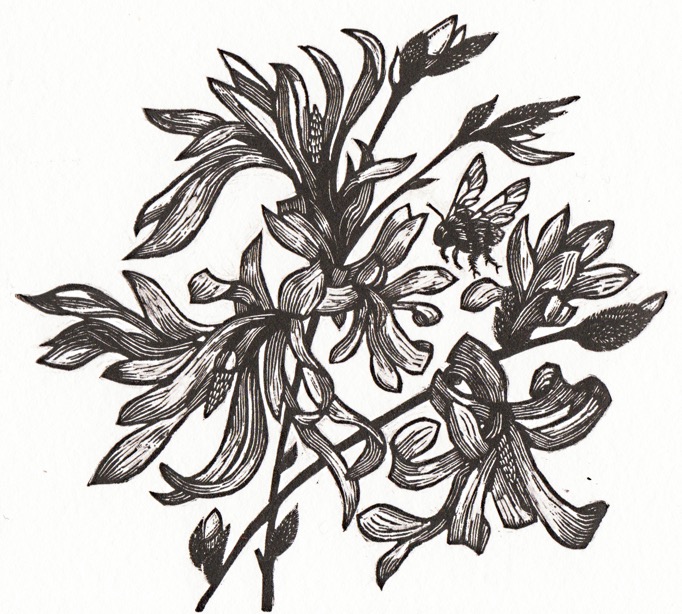 MAGNOLIA STELLATA wood engraving