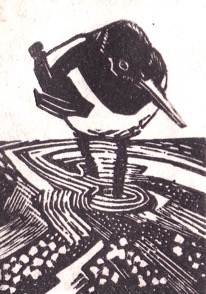 OYSTERCATCHER wood engraving.MG